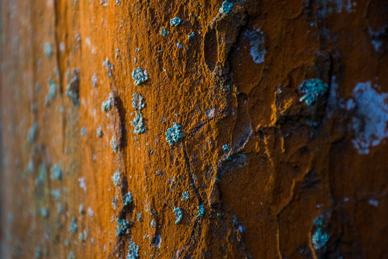 gallery-3 Detailed view of a textured rusty surface dotted with blue-green lichen patches, capturing natural decay.